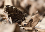 Mourning Cloak _11R0031.jpg