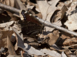 Mourning Cloak _11R0036.jpg