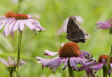 Mourning Cloak _11R0292.jpg