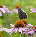 Mourning Cloak _11R0306.jpg