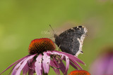 Mourning Cloak _I9I7873.jpg