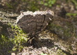 Mourning Cloak _MG_7754.jpg