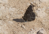 Mourning Cloak _MKR1919.jpg