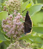 Mourning Cloak _S9S9288.jpg