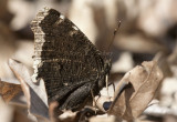 $$ Mourning Cloak _11R0019.jpg