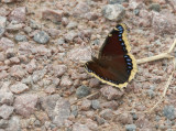 Mourning Cloak _11R6780.jpg