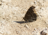 Mourning Cloak _MKR1922.jpg