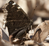 Mourning Cloak _11R0021.jpg