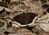 Mourning Cloak _11R0055.jpg