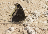 Mourning Cloak _MKR1942.jpg