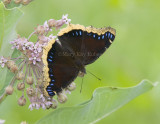 Mourning Cloak _S9S9303.jpg