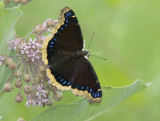Mourning Cloak _S9S9310.jpg