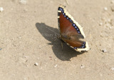 Mourning Cloak _MG_1325.jpg