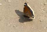 Mourning Cloak _MG_1327.jpg