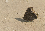 Mourning Cloak _MG_1328.jpg