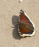 Mourning Cloak _MG_1332.jpg