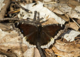 Mourning Cloak _MG_5581.jpg