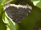 Mourning Cloak _MG_7784.jpg
