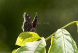Mourning Cloak _MG_9105.jpg