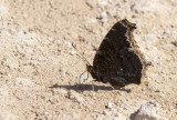 Mourning Cloak _MKR1913.jpg