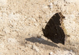 Mourning Cloak _MKR1915.jpg