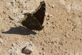 Mourning Cloak _MKR1931.jpg