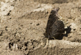 Mourning Cloak _MKR1970.jpg