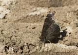 Mourning Cloak _MKR1971.jpg