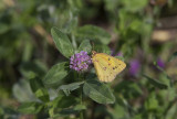 Orange Sulphur _11R2334.jpg