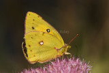 Orange Sulphur _I9I2385.jpg
