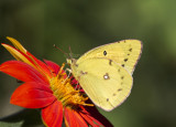 Orange Sulphur _MG_3558.jpg