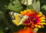 Orange Sulphur _MG_3876.jpg