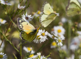 Orange Sulphur _MG_9749.jpg