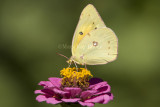 Orange Sulphur _S9S9792.jpg