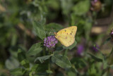 Orange Sulphur _11R2335.jpg