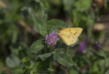Orange Sulphur _11R2336.jpg