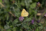 Orange Sulphur _11R2337.jpg
