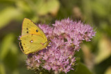 Orange Sulphur _I9I2329.jpg
