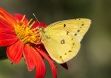$$ Orange Sulphur _MG_3544.jpg