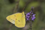 Orange Sulphur _MG_7218.jpg