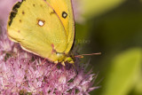 Orange Sulphur _I9I2375.jpg