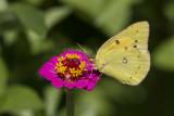 Orange Sulphur _MG_6656.jpg