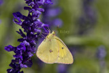 Orange Sulphur _MG_0251.jpg