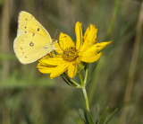 Orange Sulphur _MG_0992.jpg