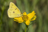Orange Sulphur _MG_1001.jpg