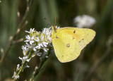 Orange Sulphur _MG_1469.jpg