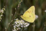 Orange Sulphur _MG_1473.jpg