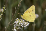 Orange Sulphur _MG_1474.jpg