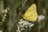Orange Sulphur _MG_1477.jpg
