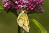 Orange Sulphur _MG_2830.jpg
